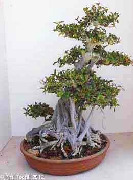 Ficus burtt-davyi